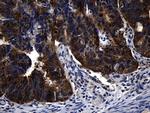 RNF14 Antibody in Immunohistochemistry (Paraffin) (IHC (P))