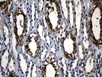 RNF14 Antibody in Immunohistochemistry (Paraffin) (IHC (P))