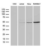 RNF14 Antibody in Western Blot (WB)