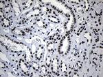 NABP1 Antibody in Immunohistochemistry (Paraffin) (IHC (P))