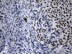 NABP1 Antibody in Immunohistochemistry (Paraffin) (IHC (P))