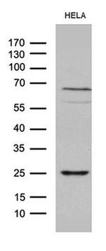 NABP1 Antibody in Western Blot (WB)