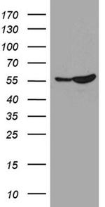 BAF60C Antibody in Western Blot (WB)