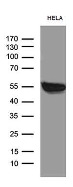 BAF60C Antibody in Western Blot (WB)