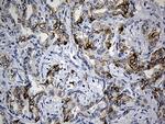 CEP72 Antibody in Immunohistochemistry (Paraffin) (IHC (P))