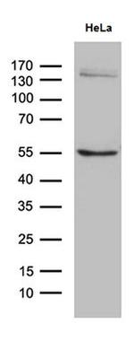 SOCS4 Antibody in Western Blot (WB)