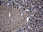 AGO1 Antibody in Immunohistochemistry (Paraffin) (IHC (P))