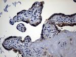 AGO1 Antibody in Immunohistochemistry (Paraffin) (IHC (P))