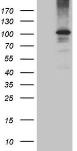 AGO1 Antibody in Western Blot (WB)