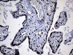 PPAR delta Antibody in Immunohistochemistry (Paraffin) (IHC (P))