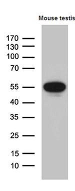 YBX2 Antibody in Western Blot (WB)