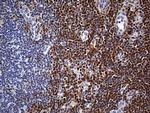 Cytohesin 4 Antibody in Immunohistochemistry (Paraffin) (IHC (P))