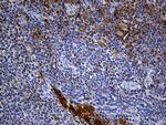 Cytohesin 4 Antibody in Immunohistochemistry (Paraffin) (IHC (P))