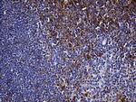 Cytohesin 4 Antibody in Immunohistochemistry (Paraffin) (IHC (P))