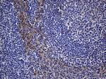 N-WASP Antibody in Immunohistochemistry (Paraffin) (IHC (P))