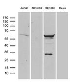 PPP2R1B Antibody in Western Blot (WB)