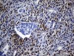 VAX1 Antibody in Immunohistochemistry (Paraffin) (IHC (P))