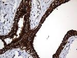 UQCRFS1 Antibody in Immunohistochemistry (Paraffin) (IHC (P))