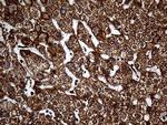 UQCRFS1 Antibody in Immunohistochemistry (Paraffin) (IHC (P))