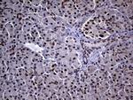 NEMF Antibody in Immunohistochemistry (Paraffin) (IHC (P))