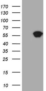 Staufen Antibody in Western Blot (WB)