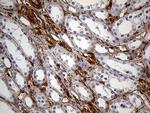 IFITM2 Antibody in Immunohistochemistry (Paraffin) (IHC (P))