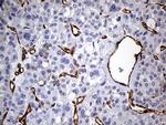 IFITM2 Antibody in Immunohistochemistry (Paraffin) (IHC (P))