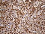 IFITM2 Antibody in Immunohistochemistry (Paraffin) (IHC (P))