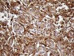 IFITM2 Antibody in Immunohistochemistry (Paraffin) (IHC (P))