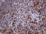 IFITM2 Antibody in Immunohistochemistry (Paraffin) (IHC (P))