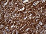 IFITM2 Antibody in Immunohistochemistry (Paraffin) (IHC (P))