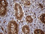 IFITM2 Antibody in Immunohistochemistry (Paraffin) (IHC (P))