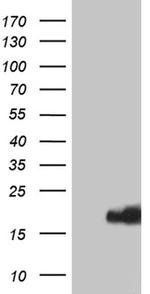 IFITM2 Antibody in Western Blot (WB)