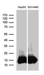 IFITM2 Antibody in Western Blot (WB)