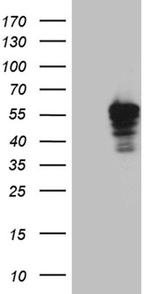 OXPAT Antibody in Western Blot (WB)