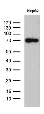 ZNF572 Antibody in Western Blot (WB)