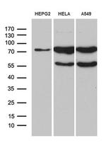 RNF12 Antibody in Western Blot (WB)