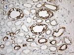 Nesprin 1 Antibody in Immunohistochemistry (Paraffin) (IHC (P))