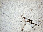 Nesprin 1 Antibody in Immunohistochemistry (Paraffin) (IHC (P))