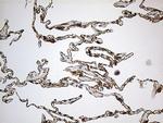 Nesprin 1 Antibody in Immunohistochemistry (Paraffin) (IHC (P))