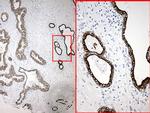 Nesprin 1 Antibody in Immunohistochemistry (Paraffin) (IHC (P))