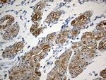 Nesprin 1 Antibody in Immunohistochemistry (Paraffin) (IHC (P))