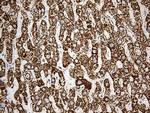 ACADM Antibody in Immunohistochemistry (Paraffin) (IHC (P))