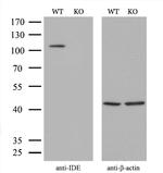 IDE Antibody