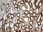 ATP5I Antibody in Immunohistochemistry (Paraffin) (IHC (P))