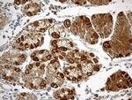 ATP5I Antibody in Immunohistochemistry (Paraffin) (IHC (P))