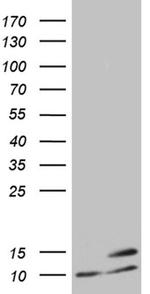 ATP5I Antibody in Western Blot (WB)