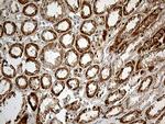 CHCHD10 Antibody in Immunohistochemistry (Paraffin) (IHC (P))