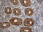 CHCHD10 Antibody in Immunohistochemistry (Paraffin) (IHC (P))