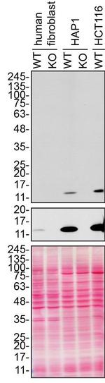 CHCHD10 Antibody in Western Blot (WB)